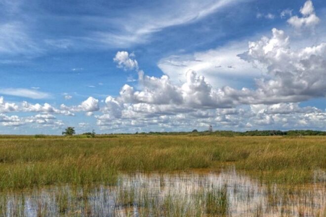 Miami Lawmakers Push for Mangrove Conservation Legislation for Third Consecutive Term